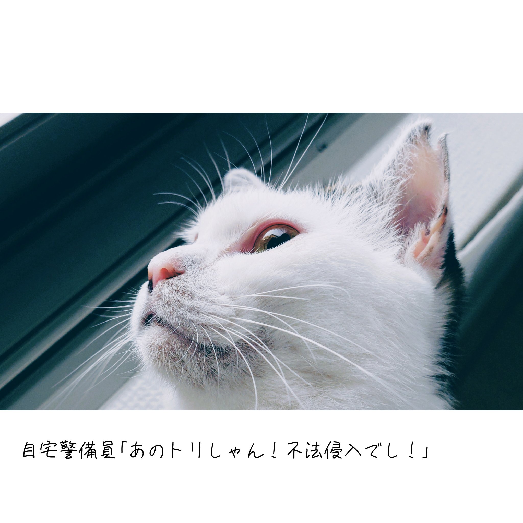 保護猫ちゃん　お幸せに maxresdefault.jpg