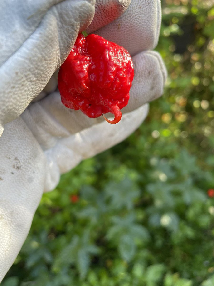 yxqash's tweet image. This pepper is exceptionally evil.. it’s a hybrid of 3 superhots.. I created it myself