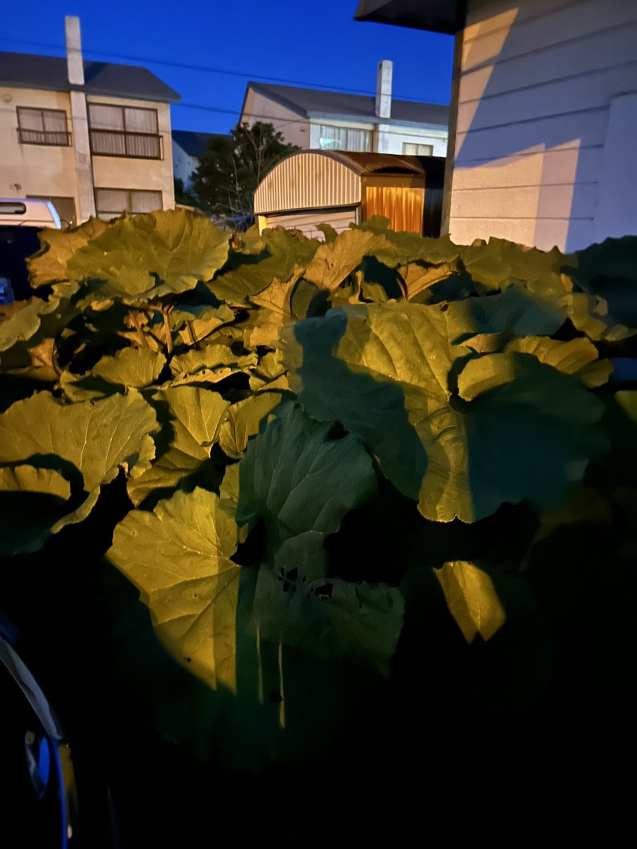 昨夜下北沢で弾き語りをして、深夜下北でDJをやって、釧路に来て、着いて1時間でまた弾き語りをしました。二日酔いでみる夕陽がやたら綺麗でいい街だと思った。呼んでくれた髙浪ありがとう。そして、明日も一緒に弾き語りよろしくね！