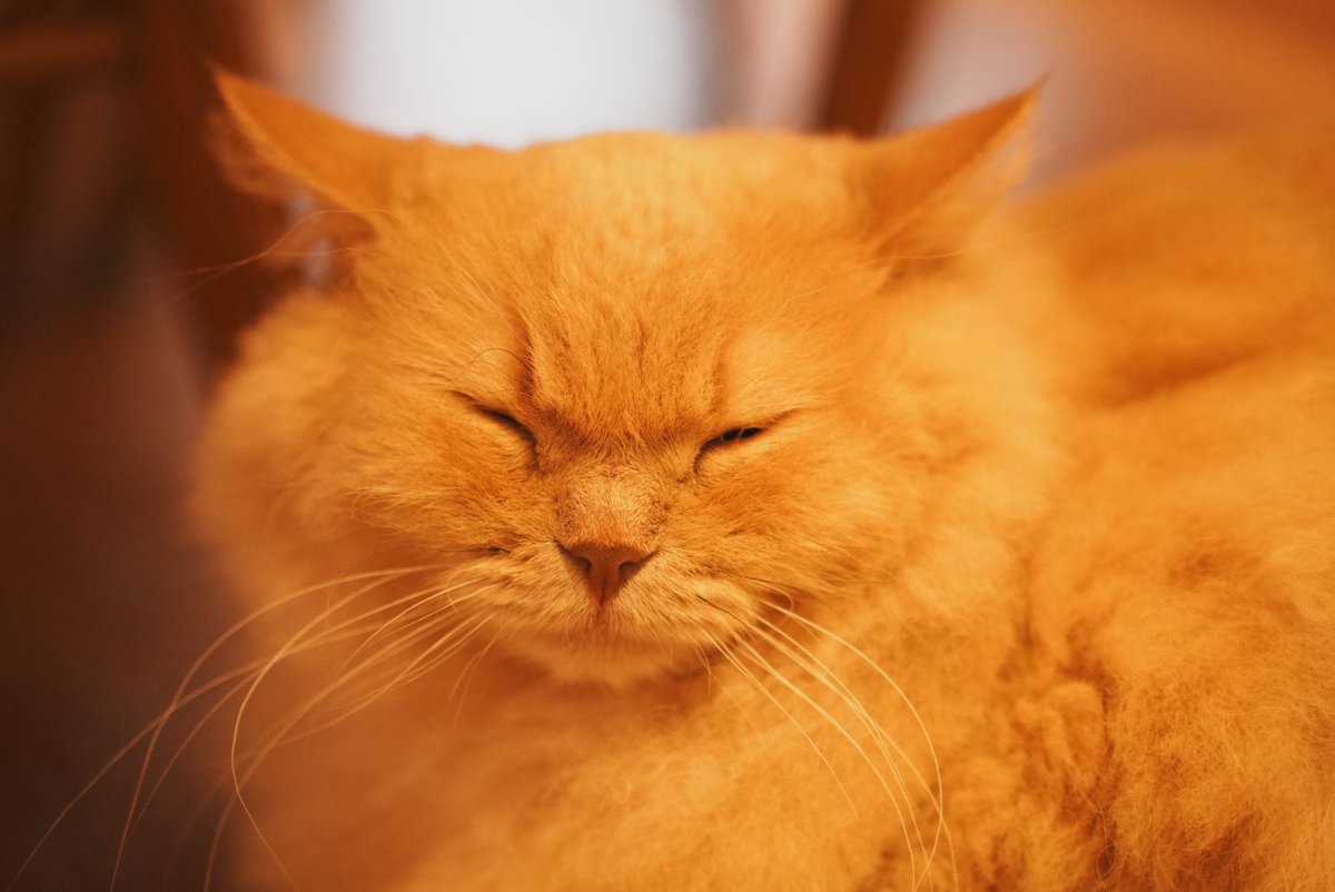 猫カフェMOCHA池袋本店の猫様たち