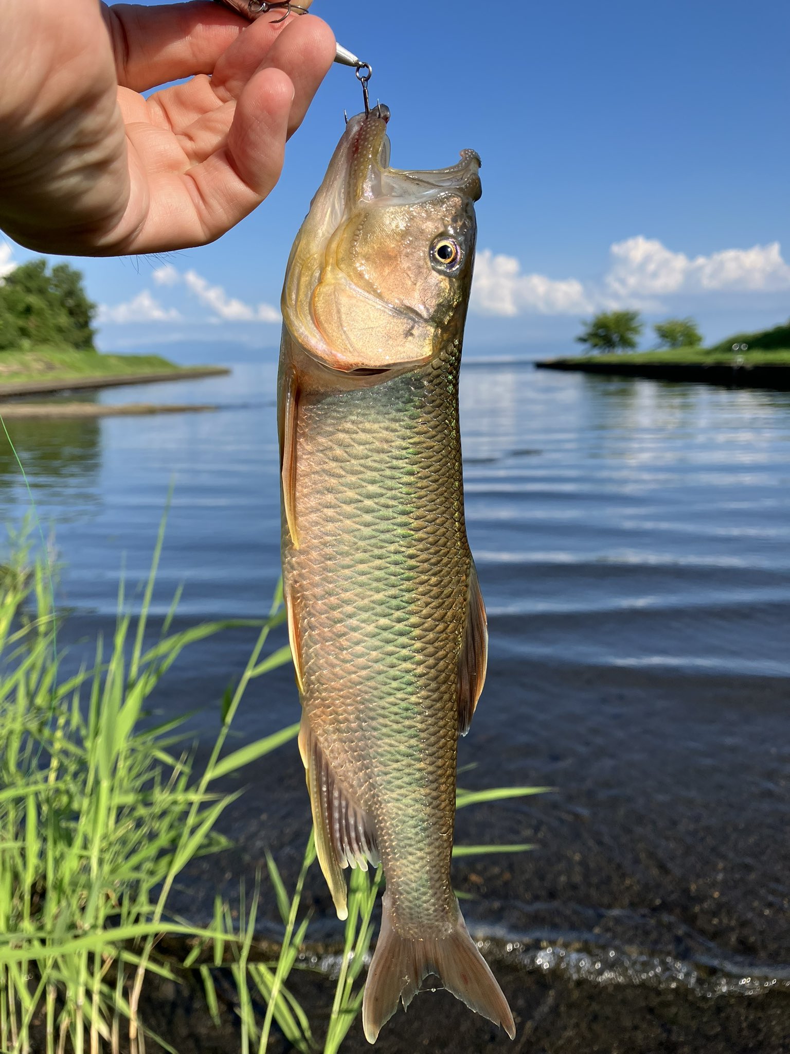 Nego (@5656nego) / X