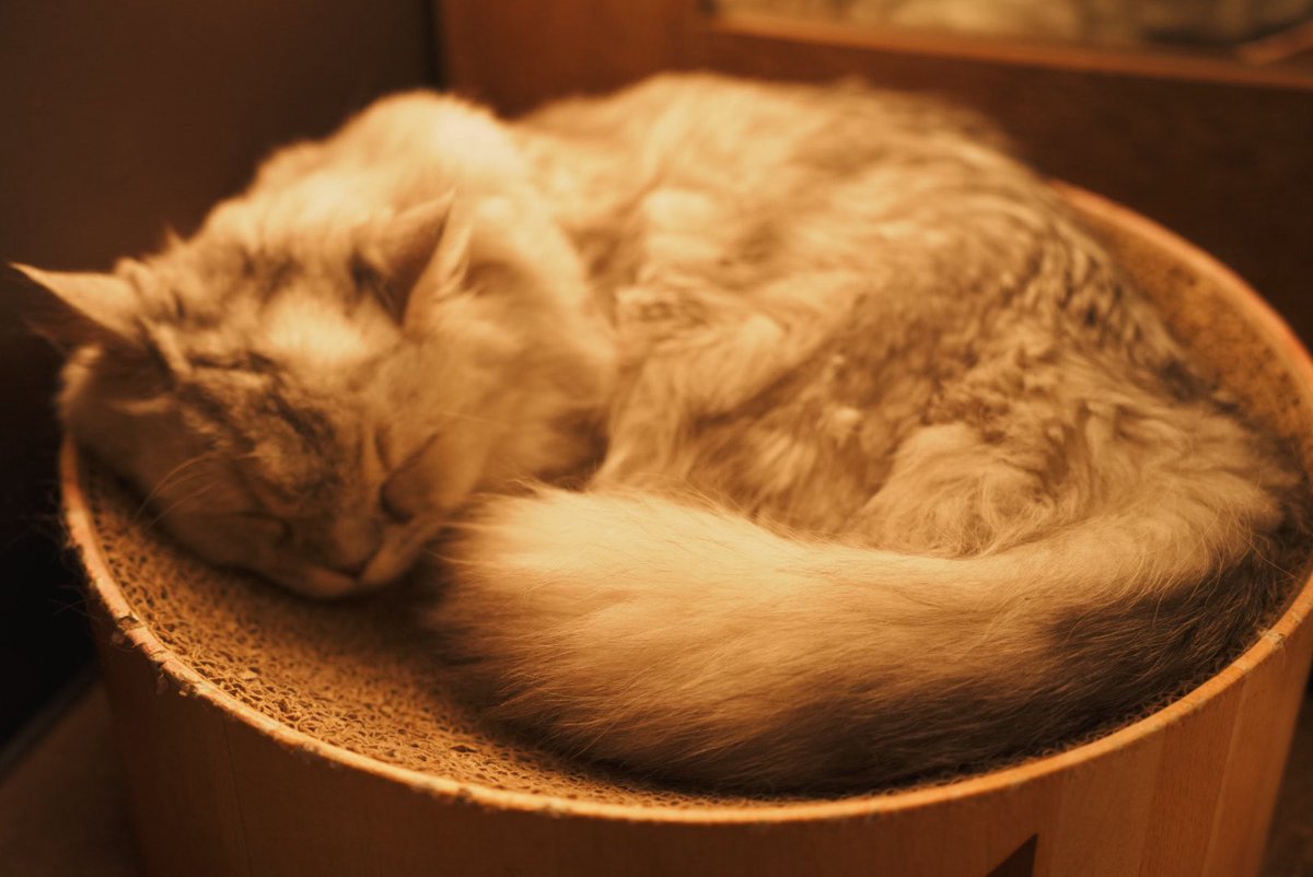 朔夜 (@sky__camera) on Twitter photo 