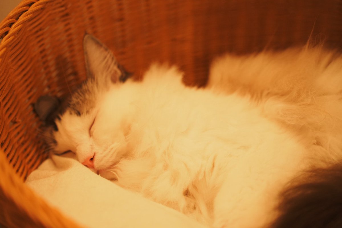 朔夜 (@sky__camera) on Twitter photo 