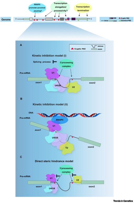 TrendsGenetics's tweet image. Splicing inhibits premature cleavage and polyadenylation dlvr.it/TLtMgM