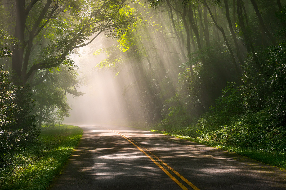 DaveAllenPhoto's tweet image. Good morning from the mountains of Western North Carolina!  Always a treat to see the morning sunlight streaming through the trees along the Blue Ridge Parkway, hope y&apos;all are getting off to a great start this weekend! 😀