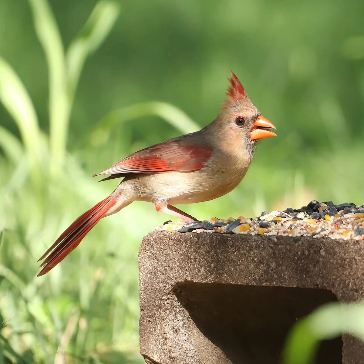 birdhouse_love's tweet image. This pretty lady was enjoying breakfast for one this morning...
#femalecardinal #femalecardinals #cardinals #cardinal #birdlovers #morningbirding #morningfeeding #morningvisitors #morningvisitor #birdlife #ohiobirdworld #birds #ohiobirdlovers