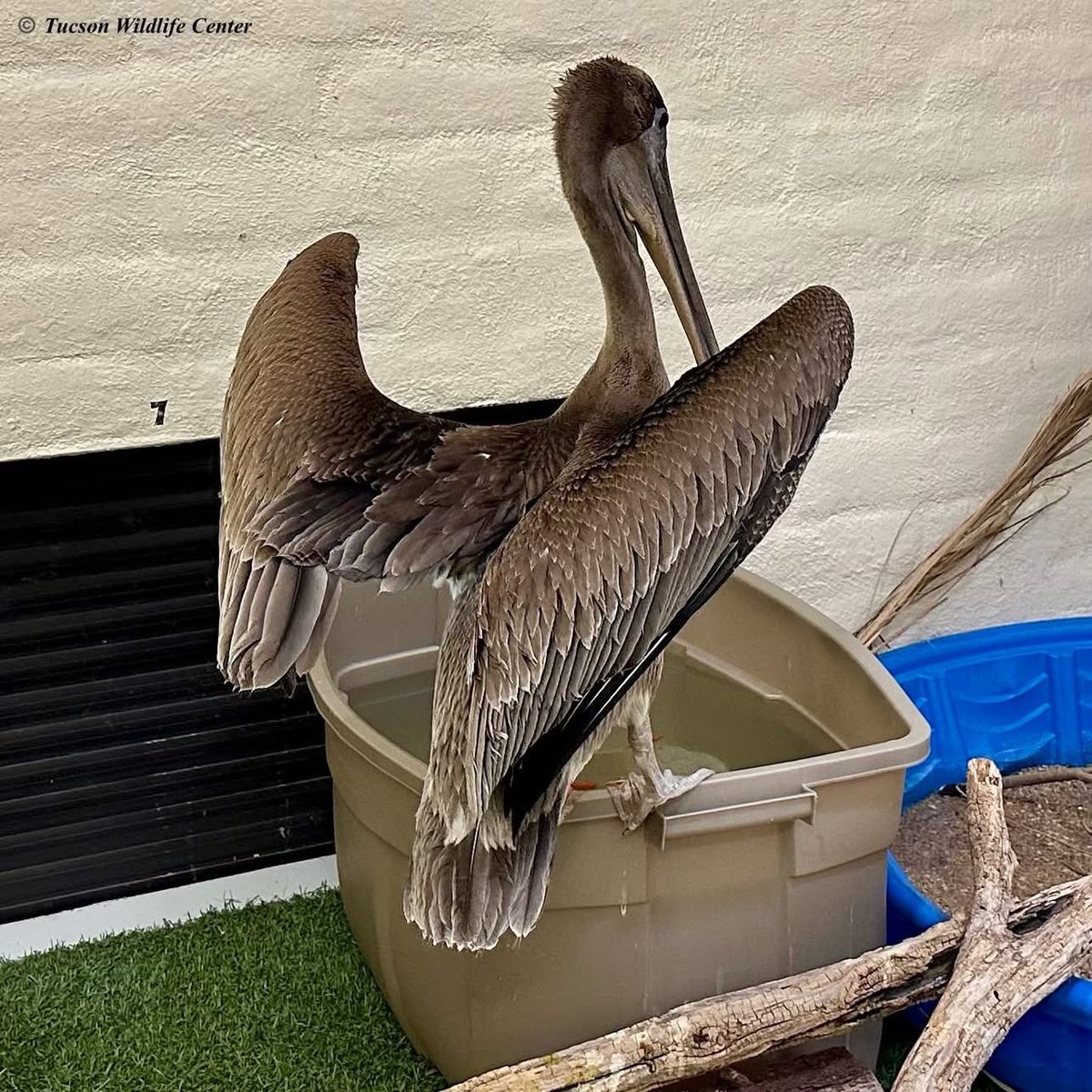 SierraVistaLIVE's tweet image. 😍 Pelican Found in Sierra Vista. From Tucson Wildlife Center 👇