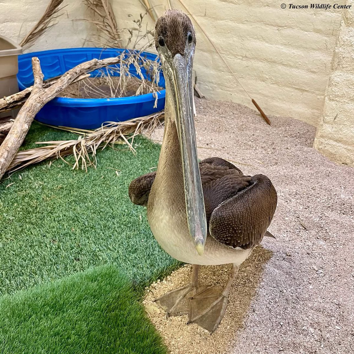 SierraVistaLIVE's tweet image. 😍 Pelican Found in Sierra Vista. From Tucson Wildlife Center 👇