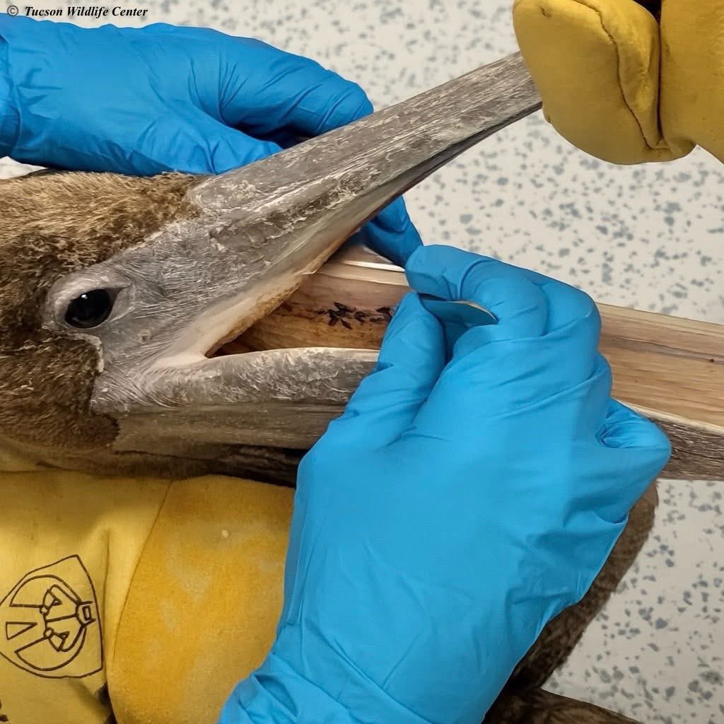 SierraVistaLIVE's tweet image. 😍 Pelican Found in Sierra Vista. From Tucson Wildlife Center 👇