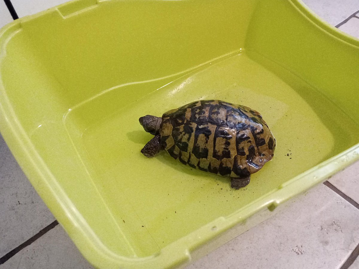 shaunyoung_'s tweet photo. #TortReport Had an update from Julia who Lady J & Speedy are boarding with while the minion is away, they’re both enjoying themselves, eating well & exploring, but not keen on their #bathys at night 🐢🐢💚☀️😎 #Hedgewatch #TortoiseLife #ToroiseHols https://t.co/I9maCr7IwE