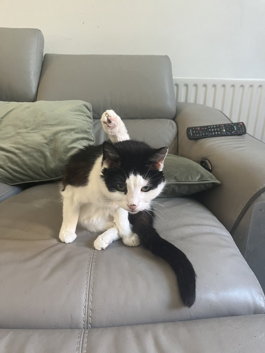 HelenCooper85's tweet image. Why has my cat got 5 legs all of a sudden?