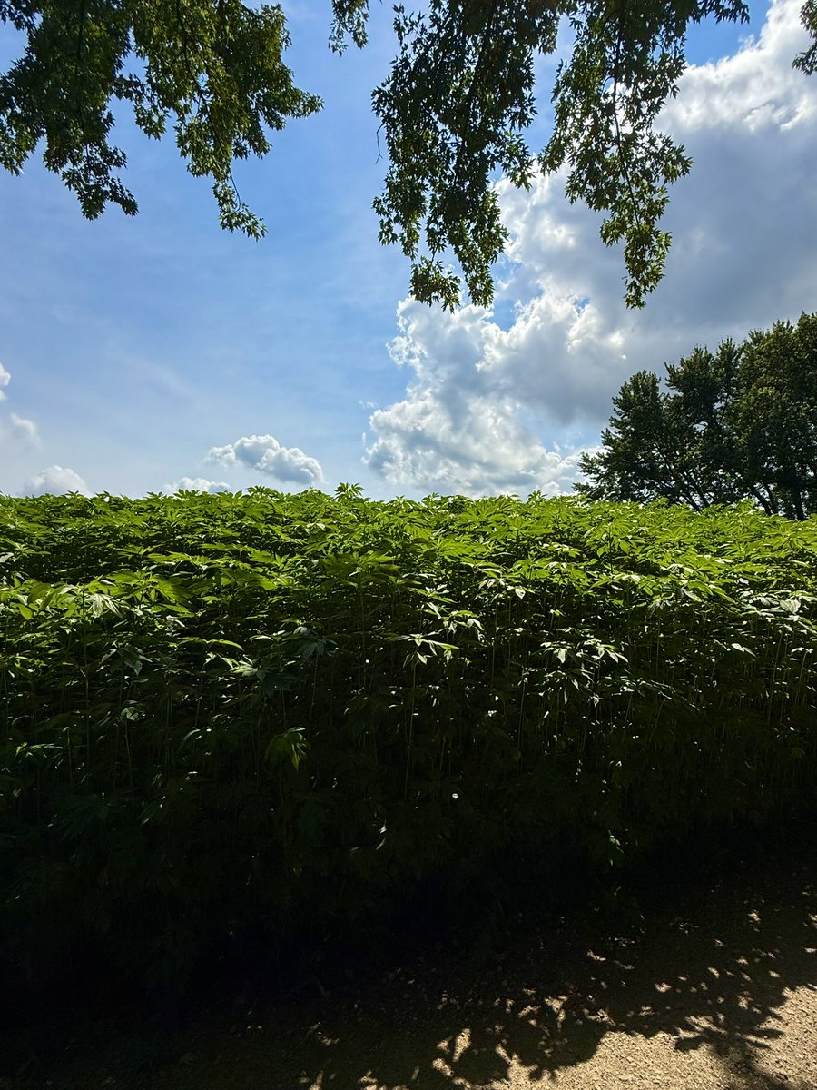 thoughtlungs's tweet image. minnesota river valley
fingers of land
curling into spits of sand
into islands and channels and
streams into rivers into wetlands
ragweed and reeds taller than me
impenetrable dense and green
a flooded plain of water
a few inches deep
or few feet
as far as i could see