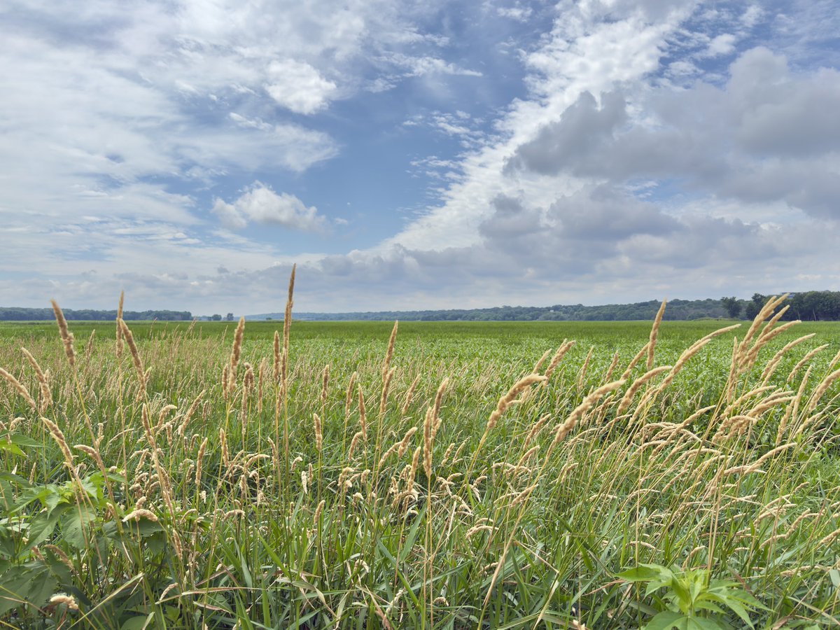thoughtlungs's tweet image. minnesota river valley
fingers of land
curling into spits of sand
into islands and channels and
streams into rivers into wetlands
ragweed and reeds taller than me
impenetrable dense and green
a flooded plain of water
a few inches deep
or few feet
as far as i could see