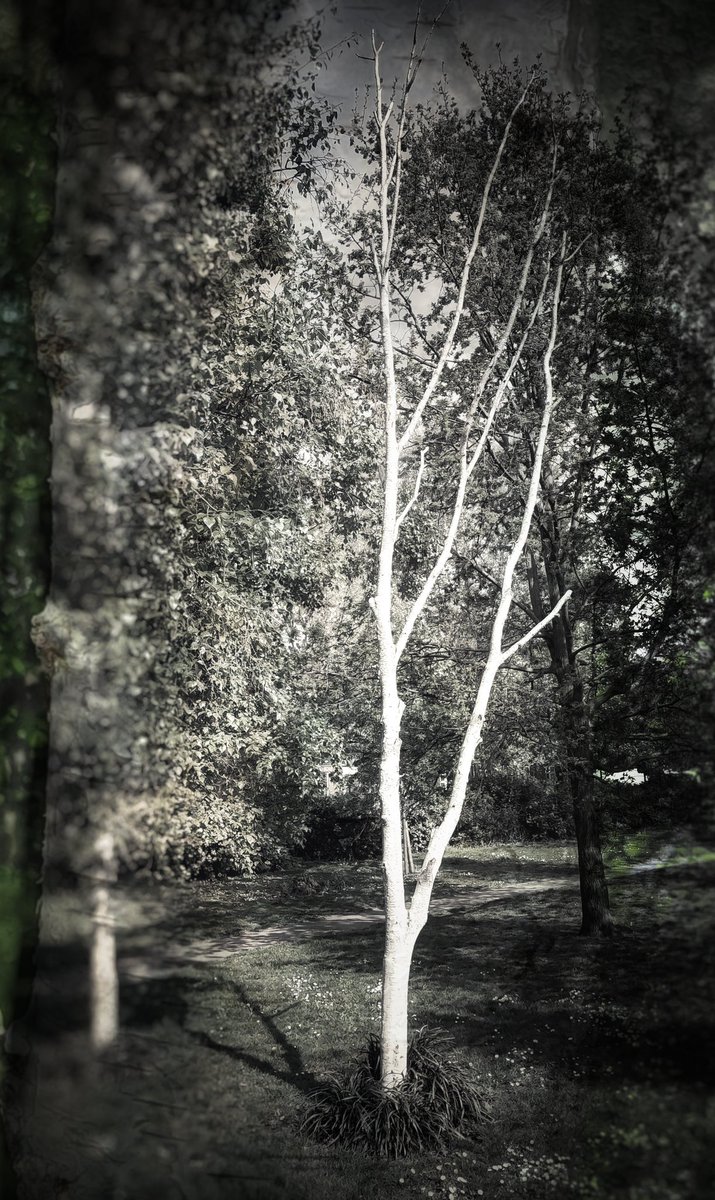 ClarkMail's tweet image. ©️ Roy Powers Clark 2025
#tree #urbantree #naturephotography
