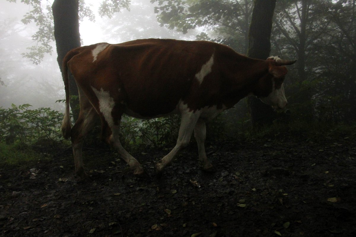 این قسمت: گاو در مه