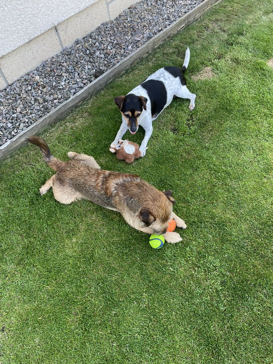 M says we’re bonkers dogs, wanting to play out in this weather. But I insisted, so she eventually let me play with my balls, entirely in the shade. No chasing up and down the garden, but still fun. Peggy joined in with squeaky Sid, (who no longer squeaks 😁). We didn’t last long!