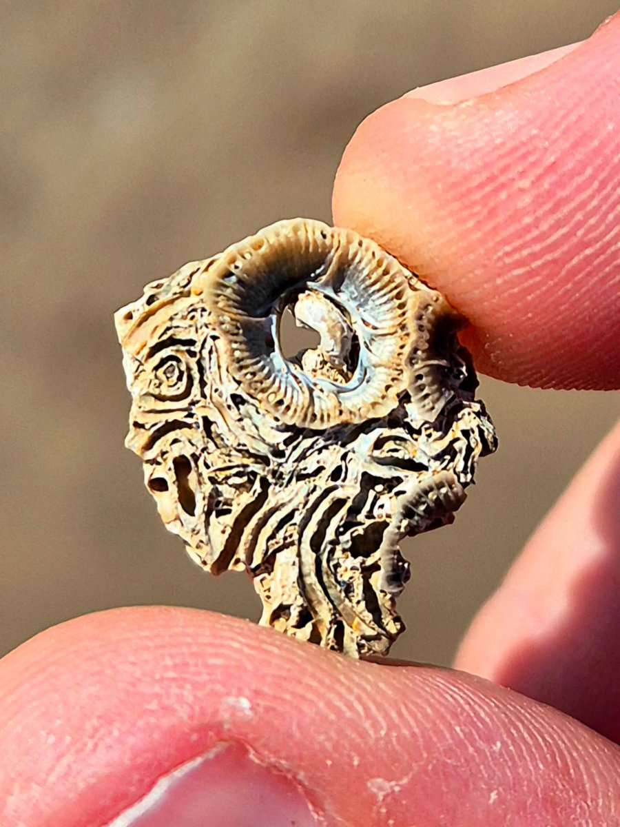 cormac_mcginley's tweet image. A Barnacle imprint amongst a mass of Keelworm casings. 
County Clare, Ireland.