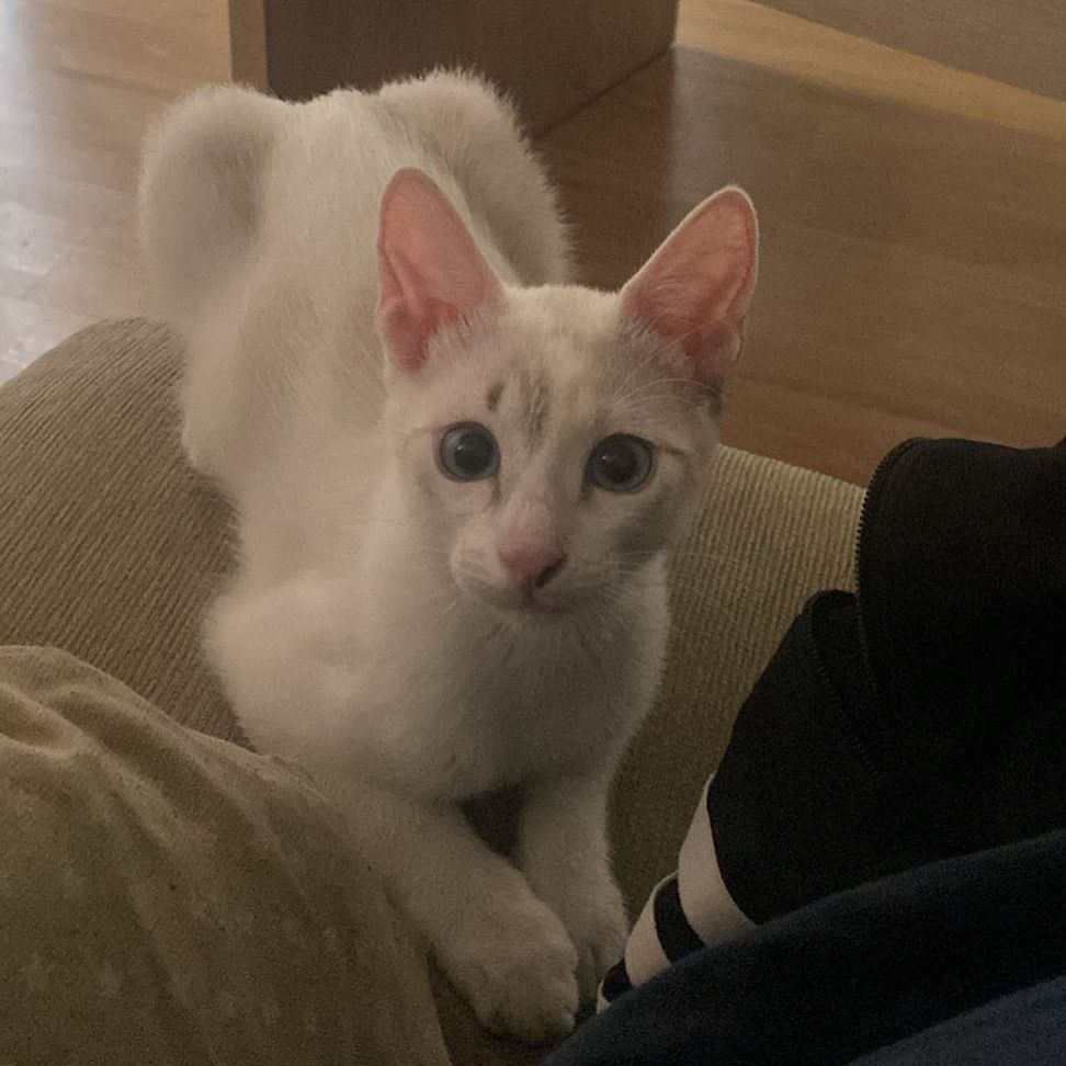 #Urgent #Lleida Àneu, 5 mesos. Dolça i afectuosa🤍
Aquesta gateta va ser rescatada amb dies, criada a biberó fins al dia d'avui, però ara ja no s'hi poden fer càrrec. Així que ens contacten per a poder trobar-li una llar.  WhatsApp  611 262 013 ☎️

#XarxaCatalunyaAdopcions