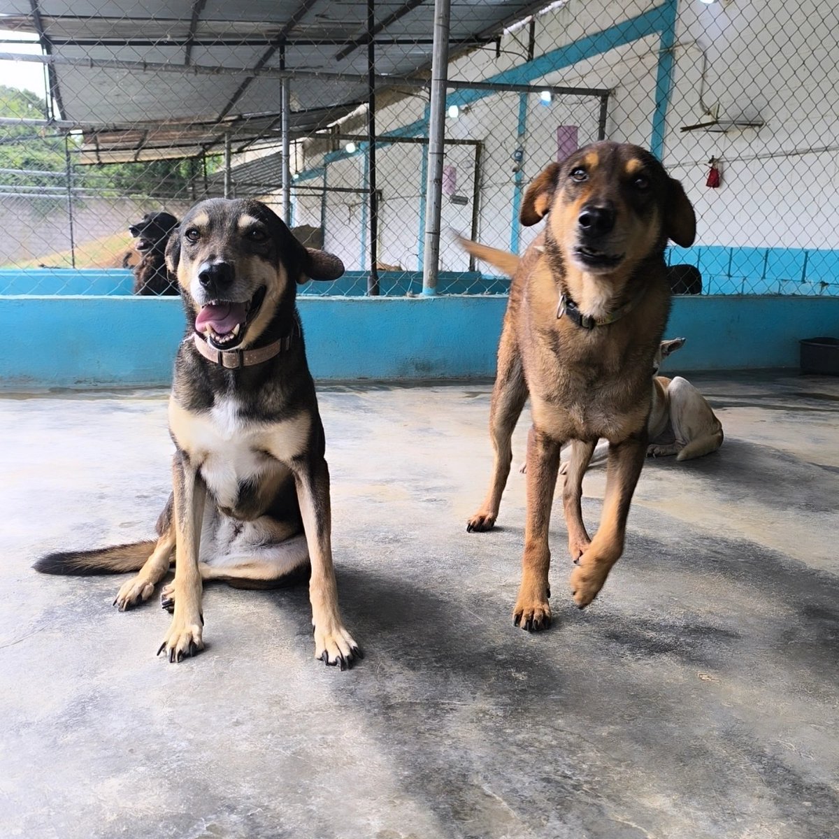 Maullidosyladr1's tweet photo. Good morning friends, happy weekend. Today we are at 12 and I would like to start with the search for donations for the fortnight, these are several needs to cover and we can only do it if you join us. I will explain in detail below.
Food 🐾🐕⤵️

♦️Shelter 255$ 
♦️Pensions 104$ 
♦️Ruezga 92$
♦️House cabudare 52$
♦️Yaracuy 52$
♦️Negrita 52$
♦️House Andrés Eloy oeste 52$
♦️5 october 52$

We also have to get ⤵️

🔸Rafael fortnight 120$ 
🔸Medicines chuky 48$ 
🔸Cleaning products 18$ 
🔸Cleaning of the shelter, extreme rains in the last days 80$
🔸Food kittens in front of the shelter 30$.

Any contribution is important, we must be able to reach the 15th and pay. This way we avoid adding up very high debts that later cannot be paid 💔 please join us today! 

Thank you from the bottom of our hearts.
https://t.co/y4eJLGzqhY