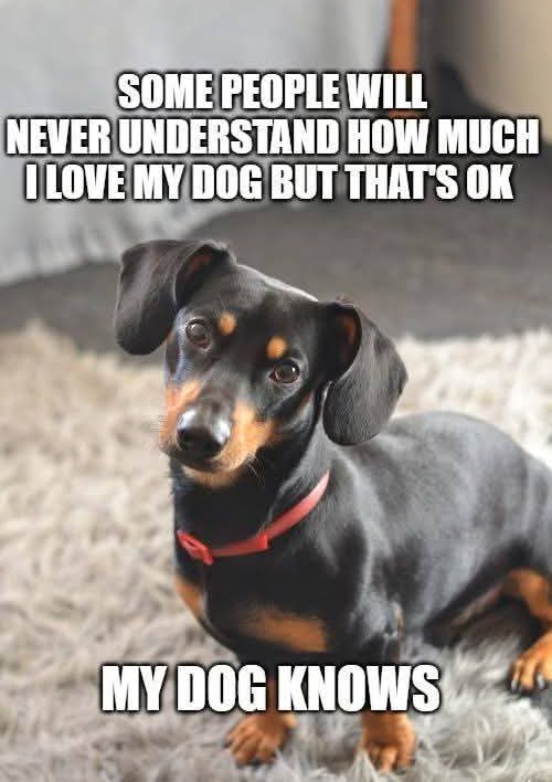 Dachshund (@daschundlovers2) on Twitter photo 