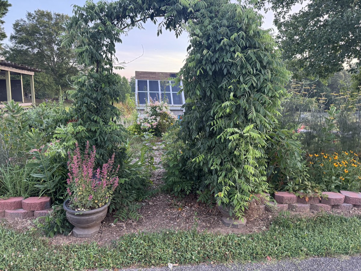 Our school garden is overgrown and needs some care! If your child has been part of the garden club, they know where the tools are. We invite you to come help us clean up after the summer rains! Many hands make the work easier and the results more beautiful.❤️🌻