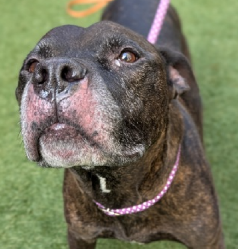 What do you even say? 
This is Pharaoh 5th time at #NYCACC 

Everytime I hope this is his purrfect furever home 
And yet here he comes back again

Charming, affectionate &amp; very patient 
Loves to play

Somewhere his Hero is waiting 
Will you help find them? 
Pharaoh💞