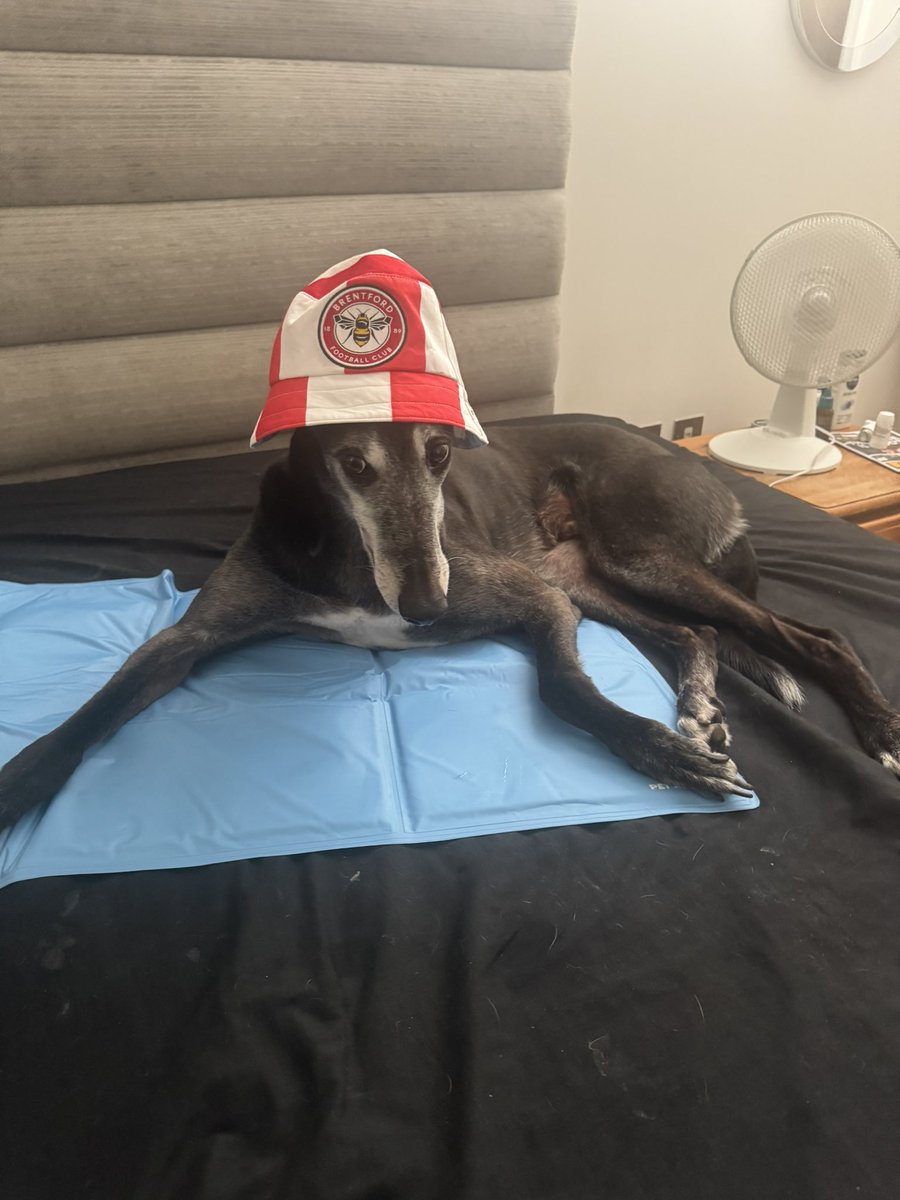 Wolfie getting the new season vibes 🥰

COYB 🐝 ❤️ 🐾 #brentford