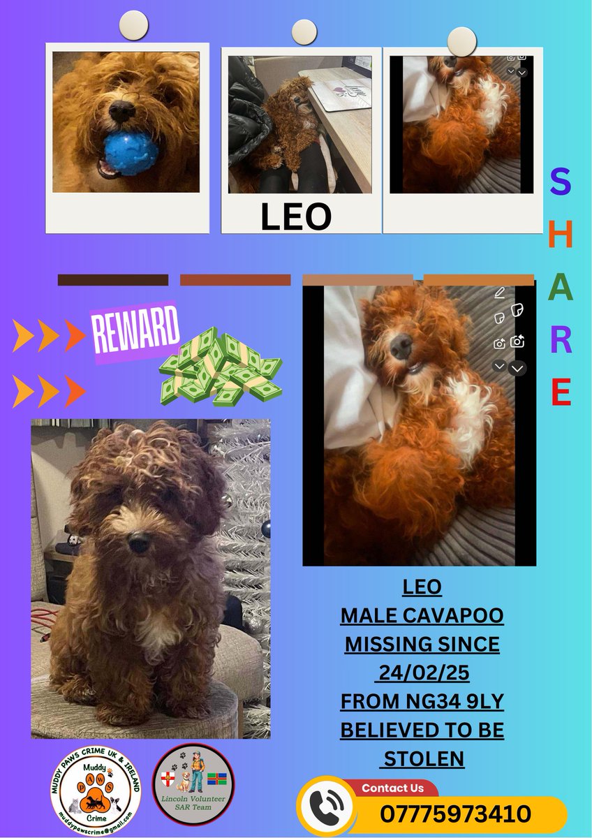muddypawscrime's tweet image. We plead to anyone that has information about Leo to please speak to us IN CONFIDENCE
The emotional pain Leos family are going through daily is heartbreaking so if you know anything please DO THE RIGHT THING AND COME FORWARD
@MissingPetsGB @rosieDoc2
