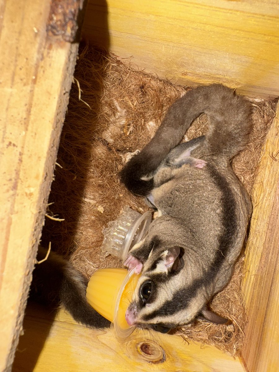 飼ってるモモンガに赤ちゃんがいた…😳😳😳