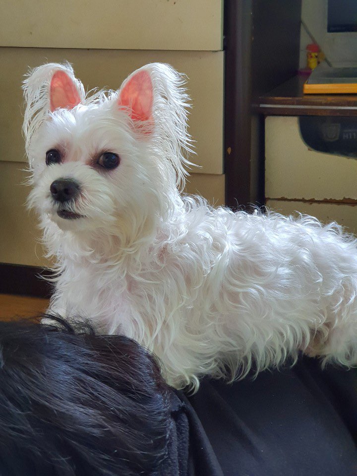 アンロジカルなう@ねこ🕯🎗️ tweet media