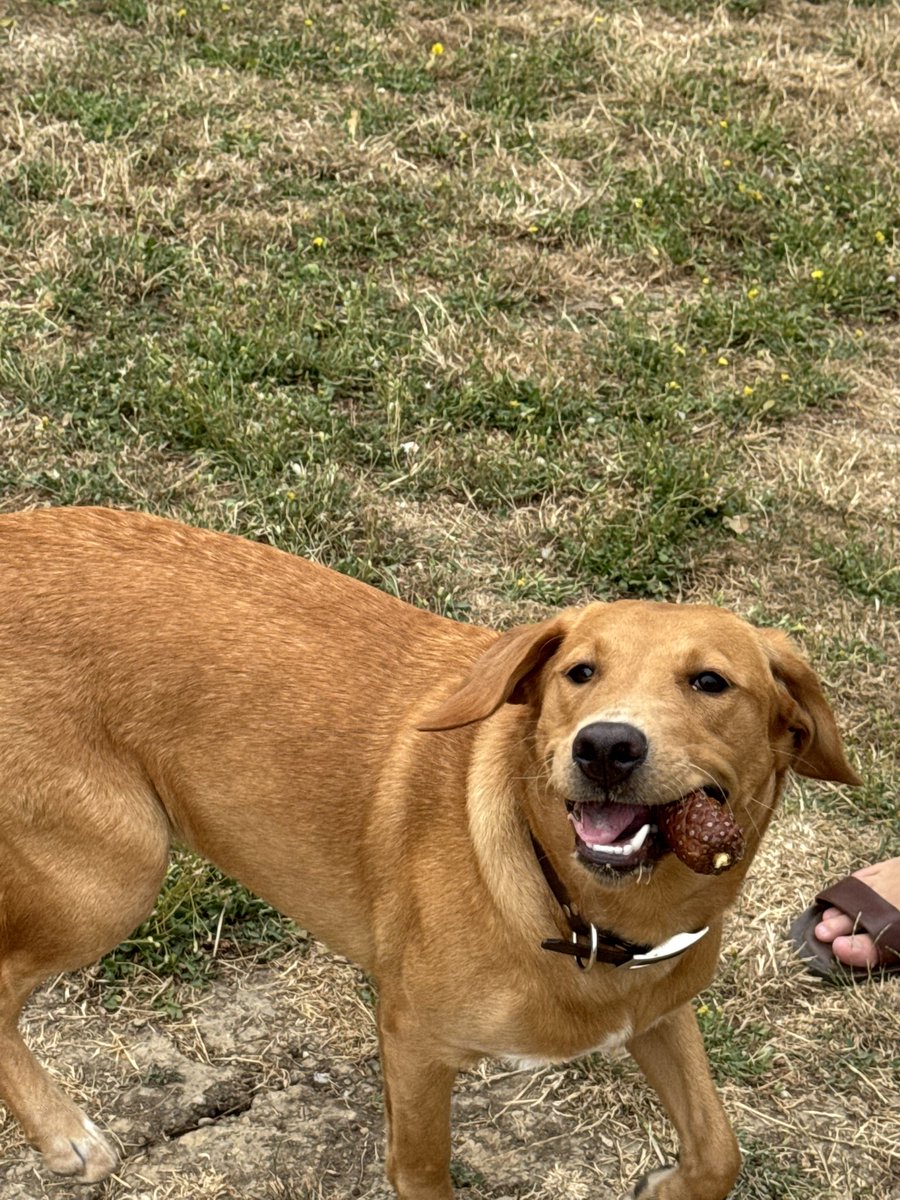 Catovie85's tweet photo. Operation pomme de pin with Praline au parc 🐶🐶 https://t.co/0Q9Pa8GVkD