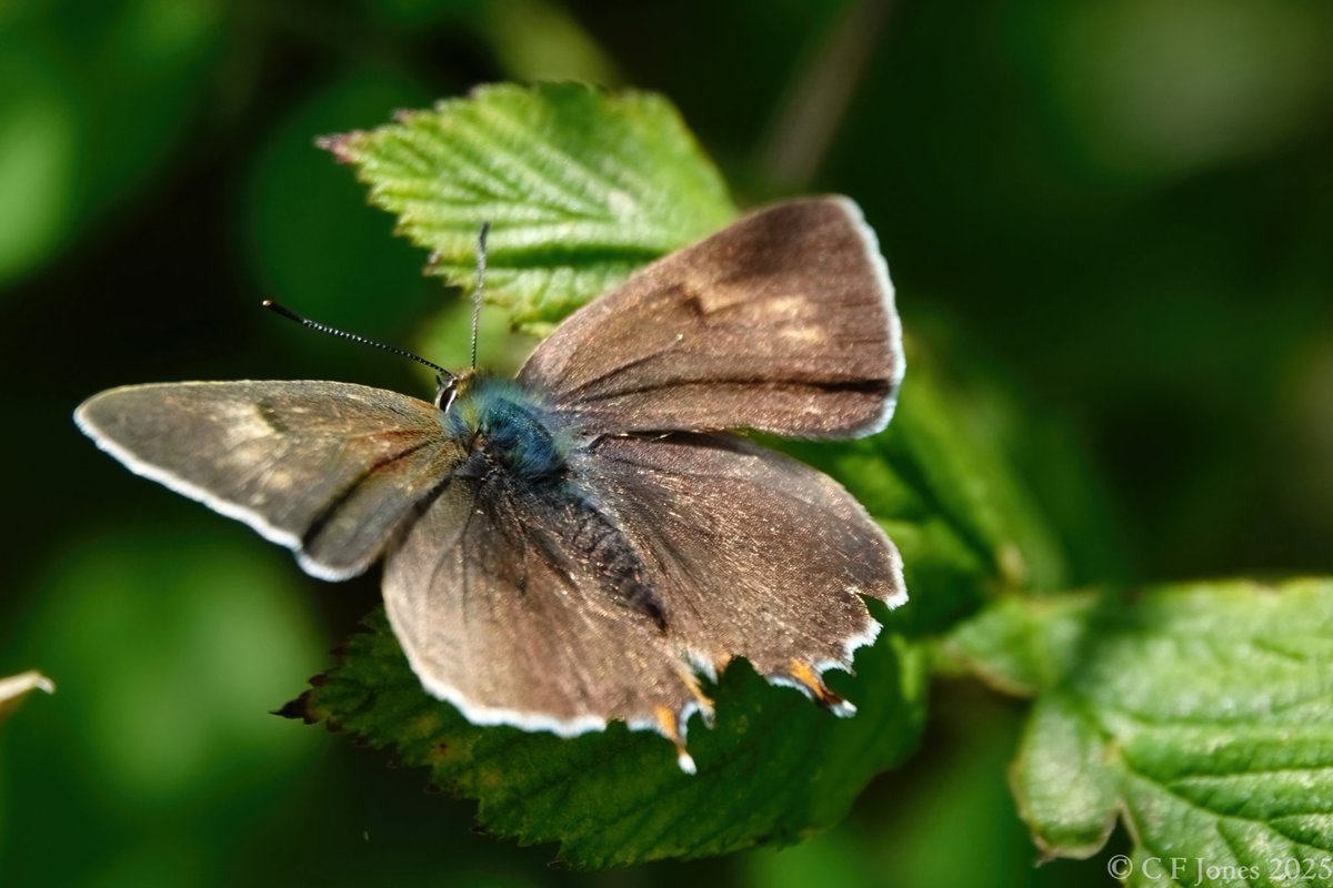 Craig Jones (@craig63jones) on Twitter photo Brown Hairstreak. Grafton Wood 12/7/25. My earliest record by exactly 3 weeks. Only one male seen, but he did give us a glimpse of the rarely seen upper wings
<a href="/BC_WestMids/">West Midlands Butterfly Conservation</a> <a href="/savebutterflies/">Butterfly Conservation 🦋</a> Brown Hairstreak. Grafton Wood 12/7/25. My earliest record by exactly 3 weeks. Only one male seen, but he did give us a glimpse of the rarely seen upper wings
<a href="/BC_WestMids/">West Midlands Butterfly Conservation</a> <a href="/savebutterflies/">Butterfly Conservation 🦋</a>