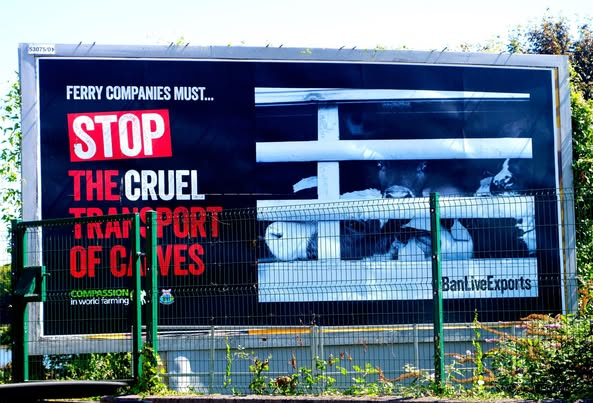 ethicalfarmIE's tweet image. Unweaned calves should be with their mothers, not crammed into trucks and packed off to cruel veal farms or worse! @Irish_Ferries @BrittanyFerries @StenaLineUKIE stop profiting from cruelty!
#BanLiveExports
@ciwf