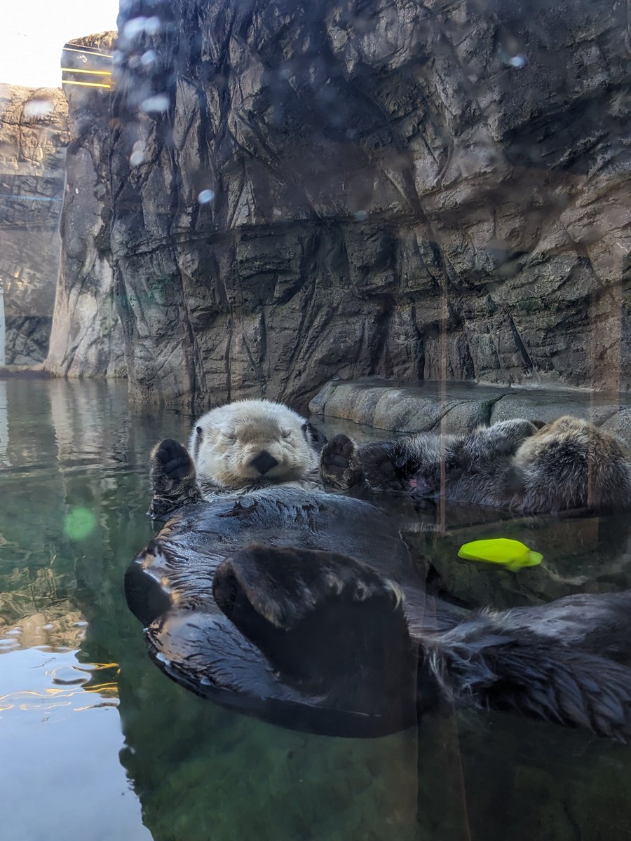 DariaLioub's tweet image. I&apos;ll be at #ICML2025 next week, would love to chat about mechanistic interpretability, neuroAI or cognitive comp neuroscience. 

BTW if you&apos;re already in Vancouver, highly recommend the Aquarium! 
(second image is me with jet lag 😂)