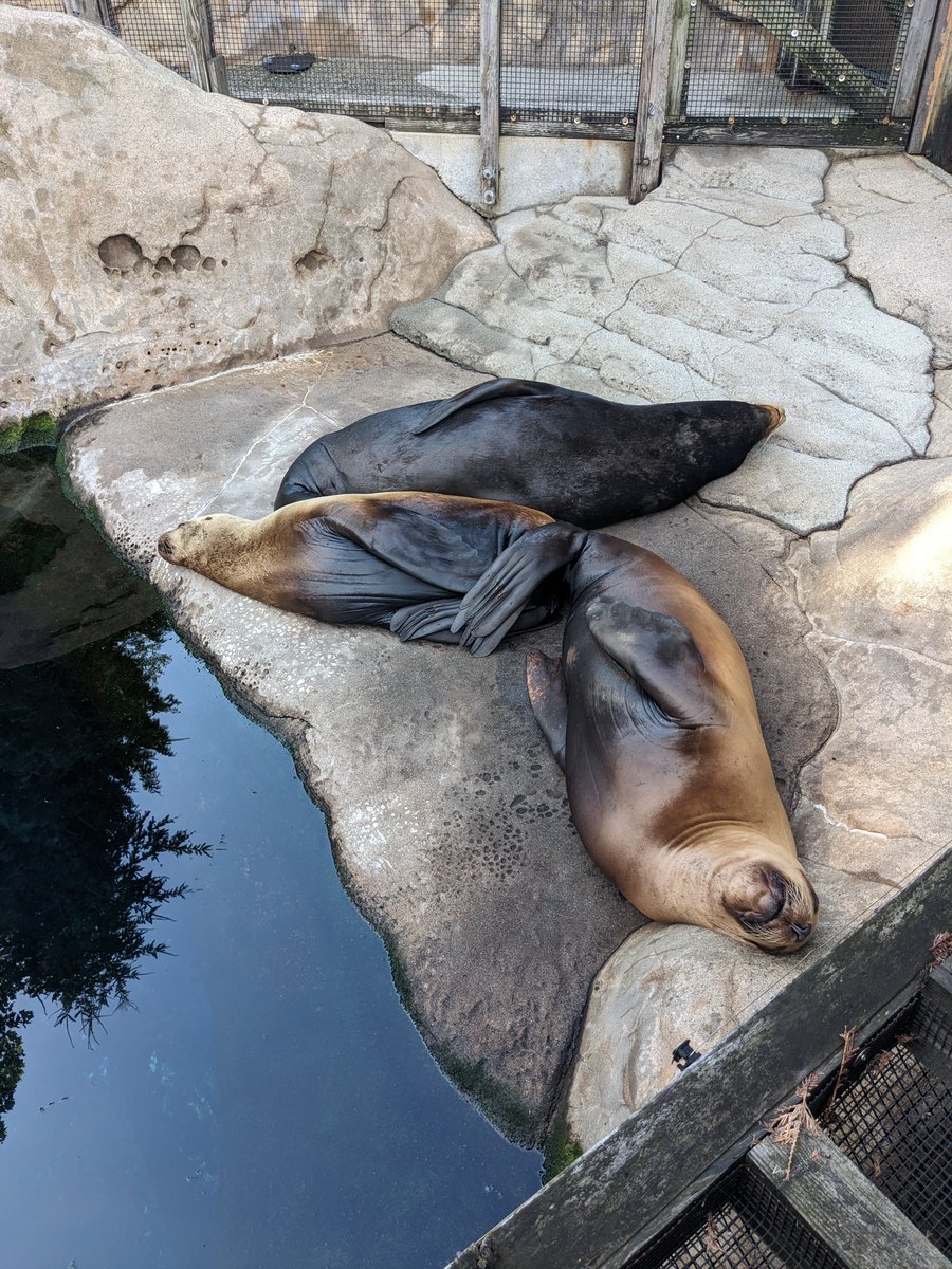 DariaLioub's tweet image. I&apos;ll be at #ICML2025 next week, would love to chat about mechanistic interpretability, neuroAI or cognitive comp neuroscience. 

BTW if you&apos;re already in Vancouver, highly recommend the Aquarium! 
(second image is me with jet lag 😂)