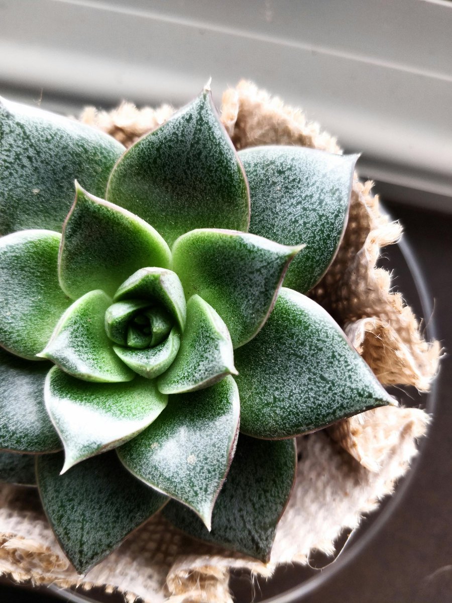 Freiwolf_Design's tweet photo. 🌱💧

#plants #pflanzen #nature #natur #lovenature #homedesign #plantsmakemehappy https://t.co/nC6cKqGCde