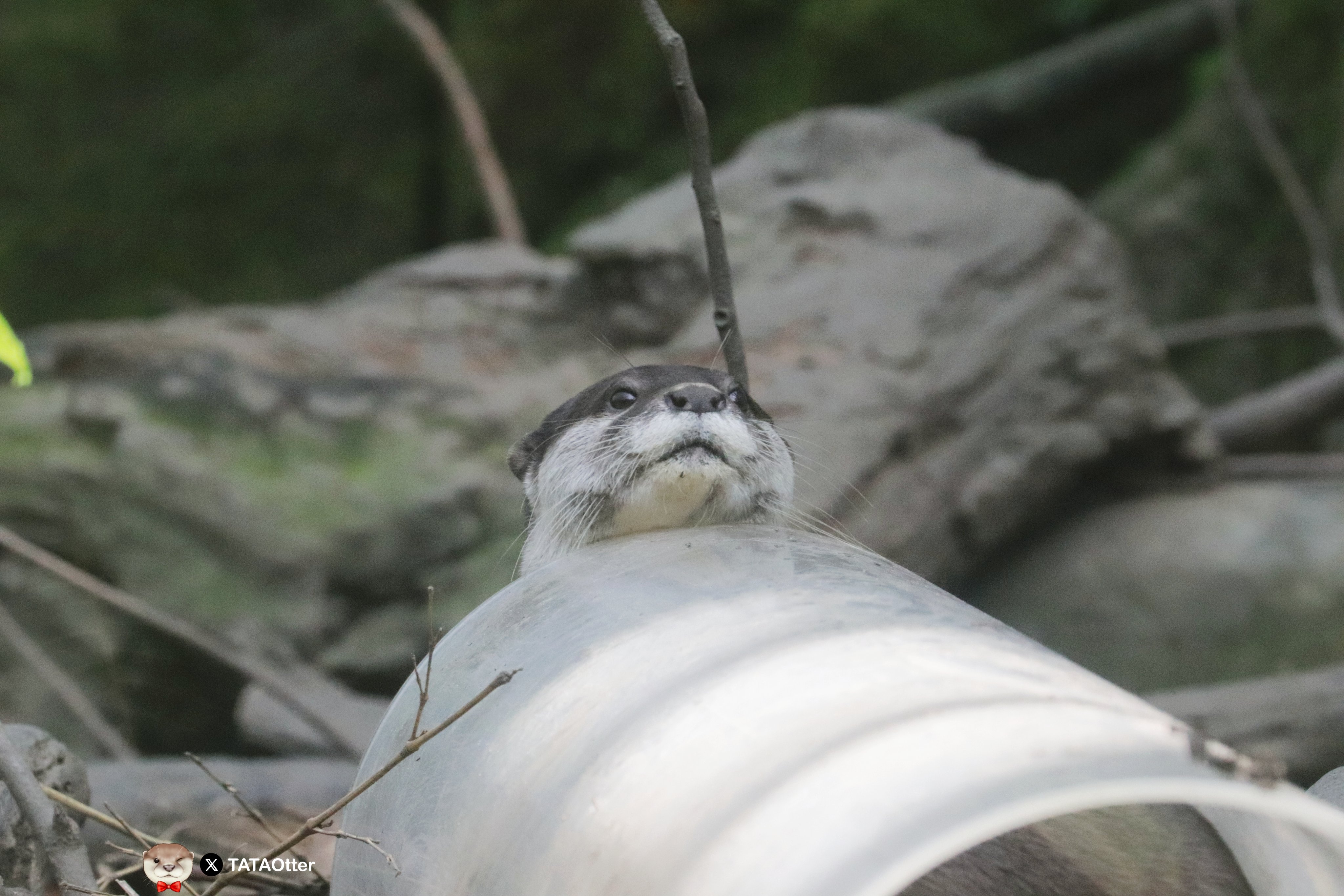 豚カワウソ！ TATAOtter (@TataOtter) / X