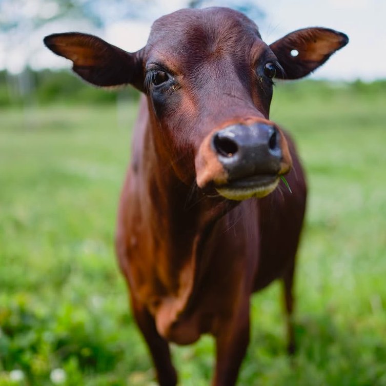 CowoftheDay1's tweet image. ๐
16th July 2025
๐ฎ Cooper
๐ท๏ธ Instagram/sowagoatsanctuary
๐ #animaloftheday