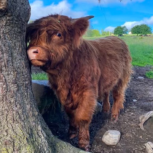 CowoftheDay1's tweet image. ๐
17th July 2025
๐ท๏ธ Instagram/highlandcattleofsaarela
๐ #animaloftheday