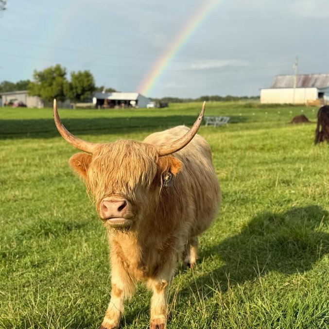 CowoftheDay1's tweet image. ๐
18th July 2025
๐ฎ Lola
๐ท๏ธ Instagram/millcreekfarms.tn
๐ #animaloftheday