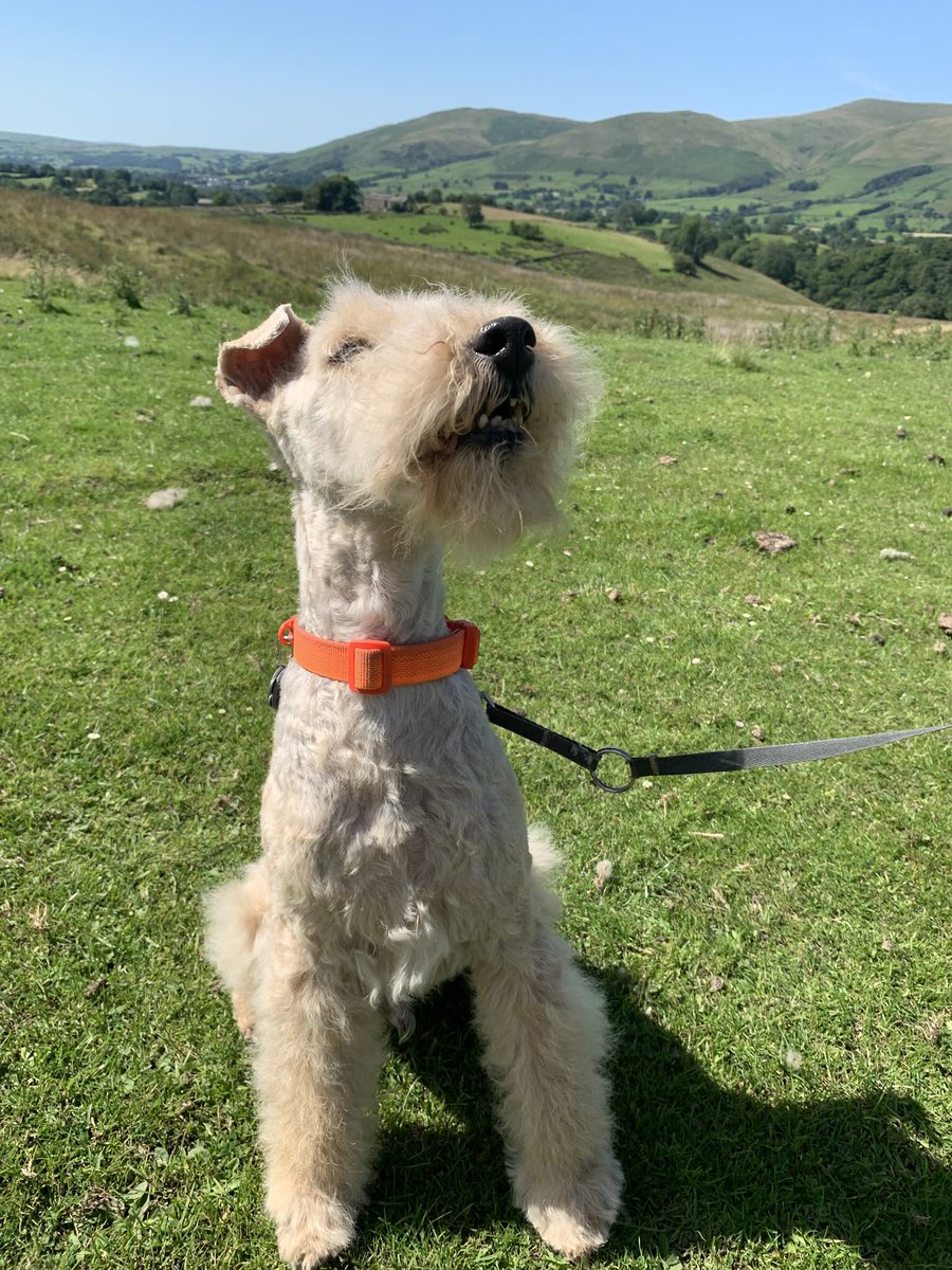 Stanley (@stanleylakeland) on Twitter photo OMD I’m a handsome chap…well thanks to Mam <a href="/ChukkaBennett/">Bolhaus Terriers</a> 😆 Yes, there was a welcome breeze on the hills 😃 #ThankyouForStealingMeFur 🤣 OMD I’m a handsome chap…well thanks to Mam <a href="/ChukkaBennett/">Bolhaus Terriers</a> 😆 Yes, there was a welcome breeze on the hills 😃 #ThankyouForStealingMeFur 🤣