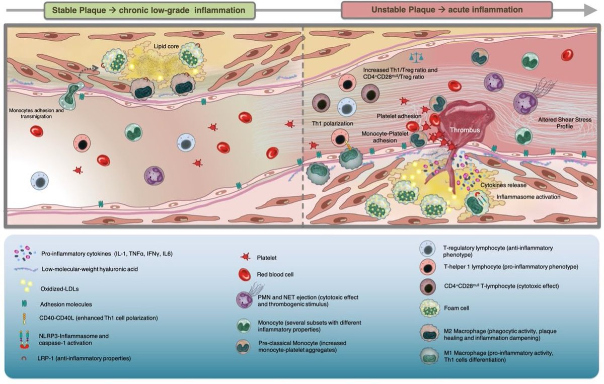 Inflammation in coronary atherosclerosis: diagnosis and treatment bit.ly/4jdNjy9