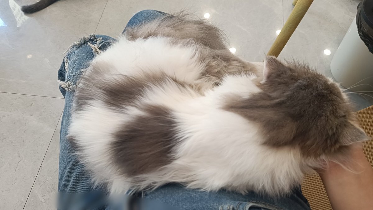 为了猫主子睡的舒服点，用手给它当枕头😙被猫猫趴怀里睡觉，幸福感爆棚