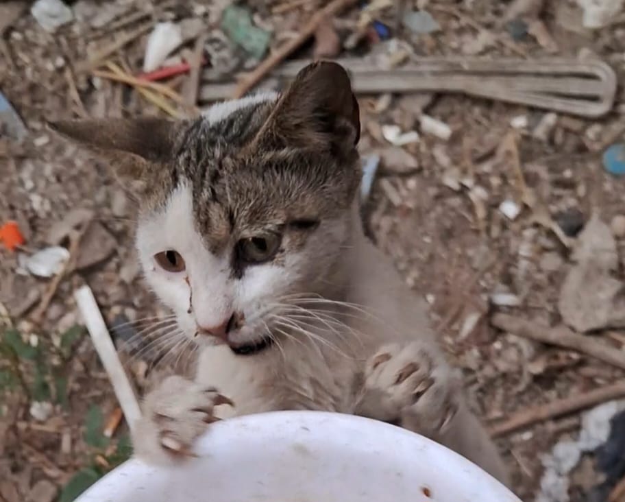 AnimalFriendsAF's tweet photo. Wr will not hide anything from you, our kind sisters & brothers. I'm really very horror because now I have to go out under the heavy bombing to buy a little water & flour, especially after our area was declared a violent combat zone. So I'm begging you, my family, to donate as much as you can to buy the largest amount of water & flour, so I will not force to leave my children & furs & go out under fire every day. please don't hesitate to d0nate. may be your donation makes me safe in our house & not expose myself to the risk of going out under the violent bombing again. I love you very much, & I know that you will not abandon us & will help me by your d0nations to keep my life in order to take care of my children & our furry friends.
‼️GoFundMe link of AFS furs https://t.co/dzmACWl78i
‼️GoFundMe link of our families https://t.co/LpGyUdLUcq
‼️PayPal link is mentioned in our bio.
@XiranJayZhao @S4PGlobal