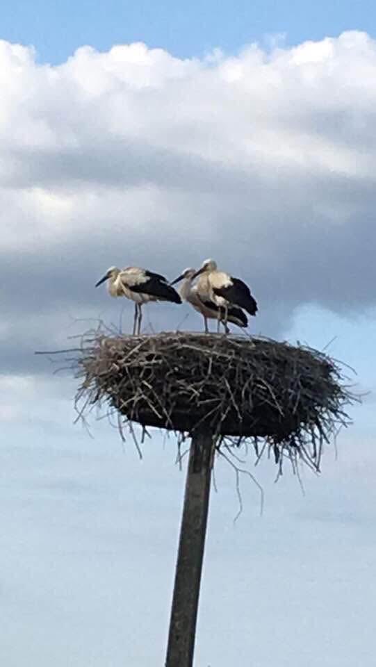 Globetrotter6 tweet media