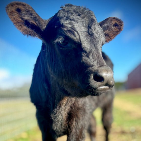 CowoftheDay1's tweet image. ๐
19th July 2025
๐ฎ Bodhi
๐ท๏ธ Instagram/edgarsmission
๐ #animaloftheday