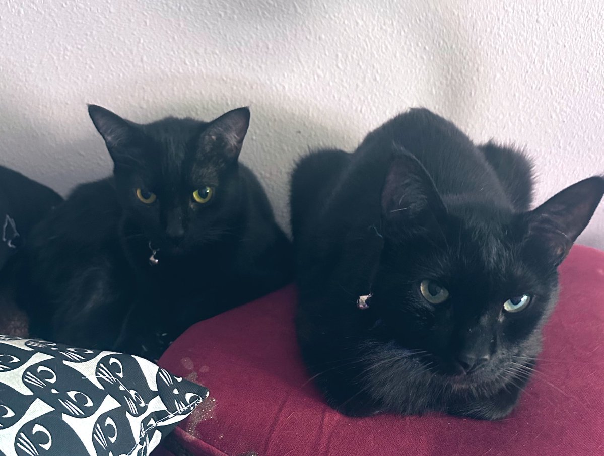 BootsBinx's tweet image. Us bros relaxing with our black cat pillow on this fine #Caturday morning! Wishing all our furiends a spectacular day! 🌷🐈⬛🐾🐈⬛🌷