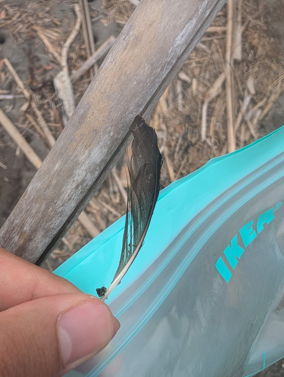麻布学園生物部鳥班 tweet media