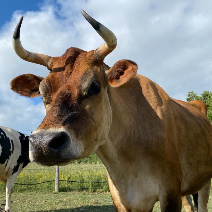 CowoftheDay1's tweet image. ๐
20th July 2025
๐ฎ Calvin
๐ท๏ธ Instagram/totes.the.goat
๐ #animaloftheday