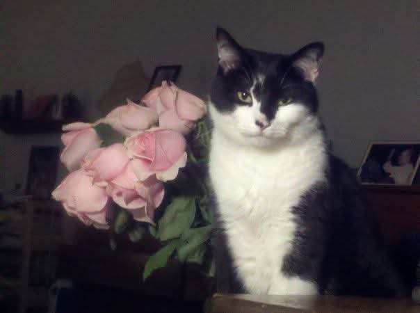 Zuko (@zukorintaro) on Twitter photo 